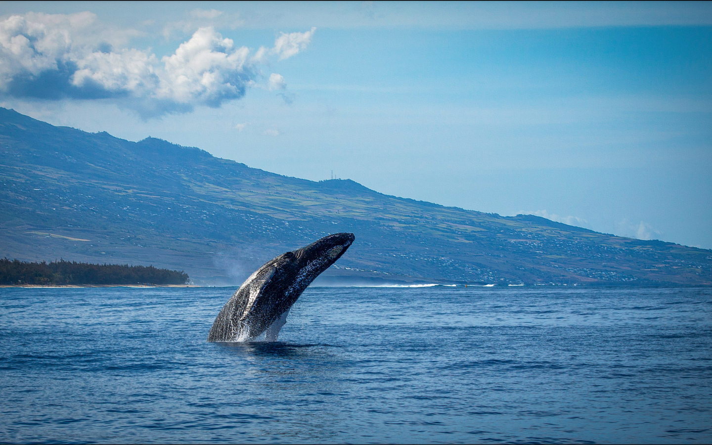 Une baleine