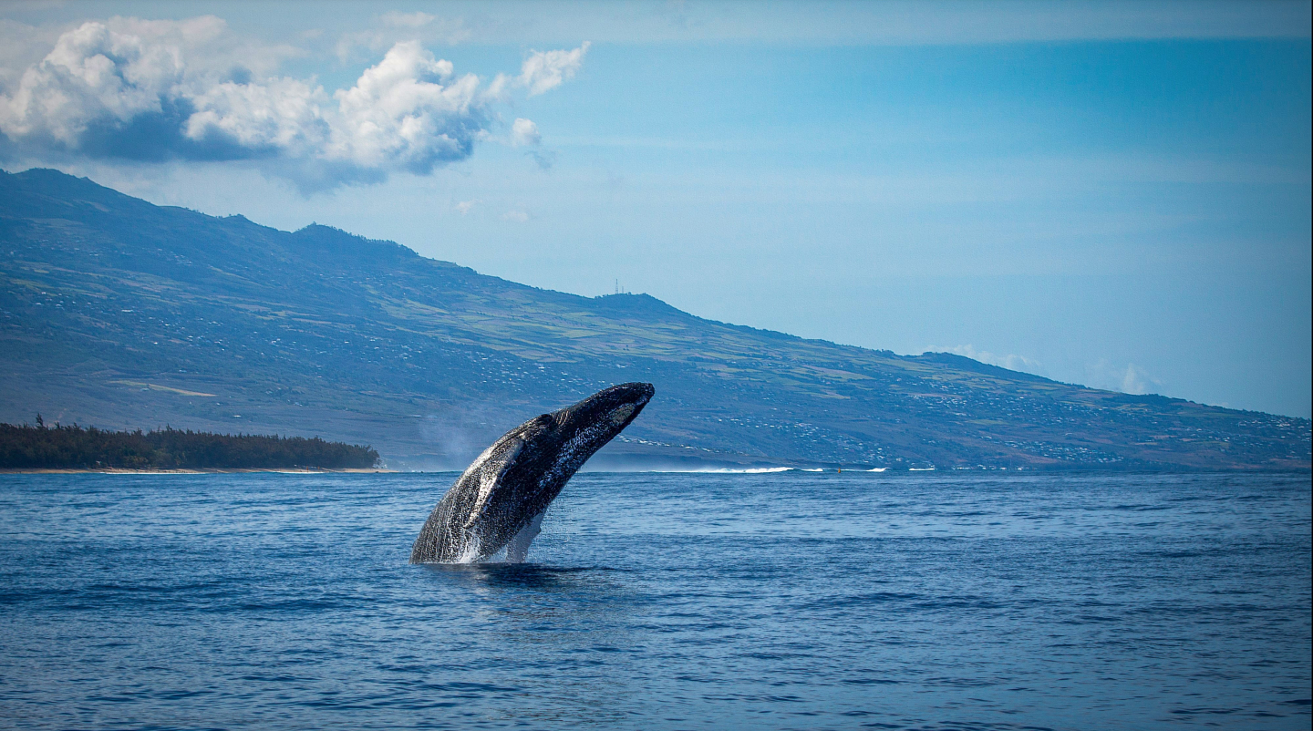 Baleine